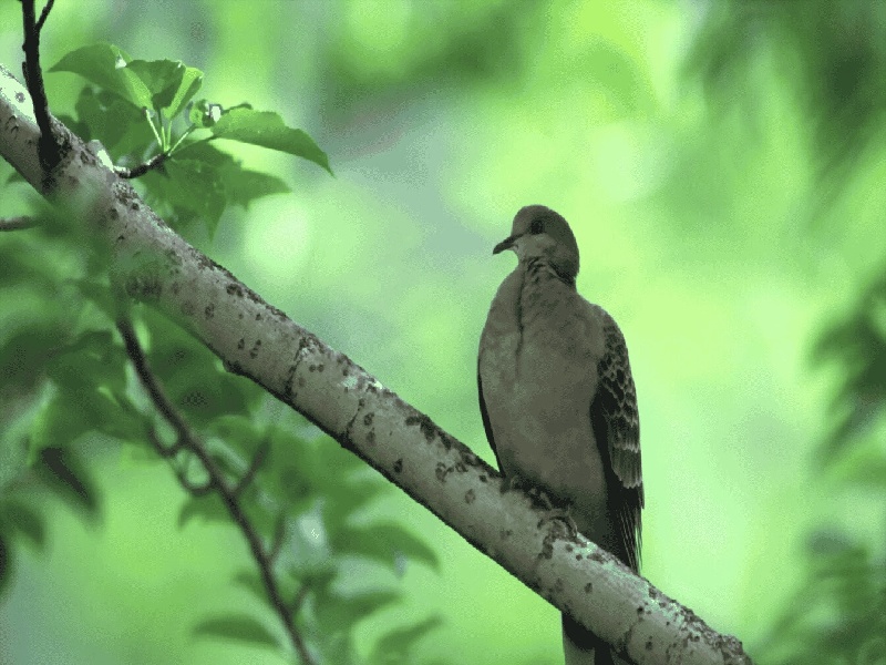 杨女士成功案例